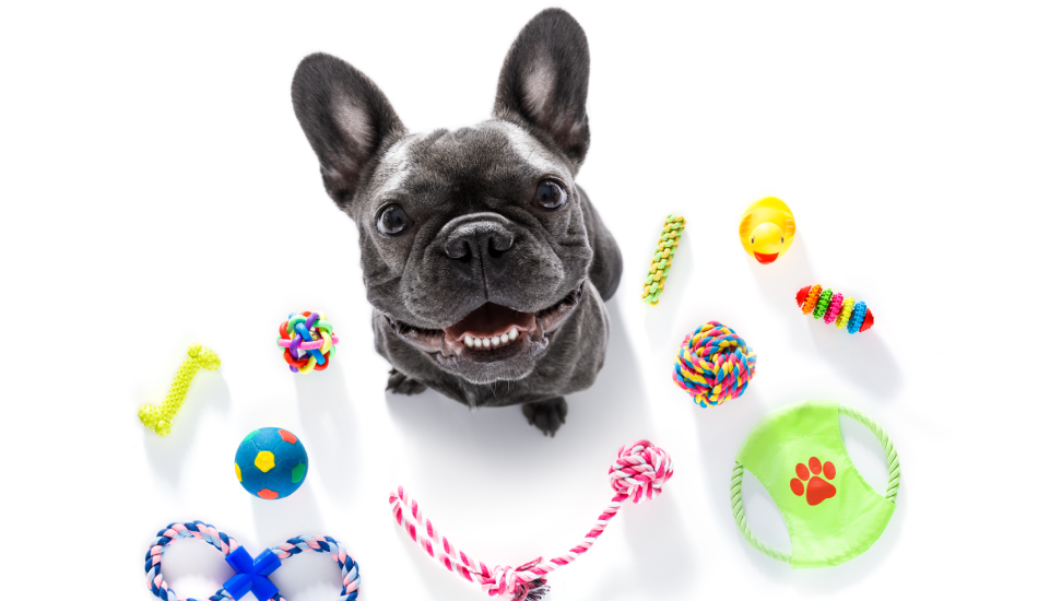 Pet Essentials & Accessories